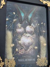 Load image into Gallery viewer, Wheel of Fortune Common Bluebottle