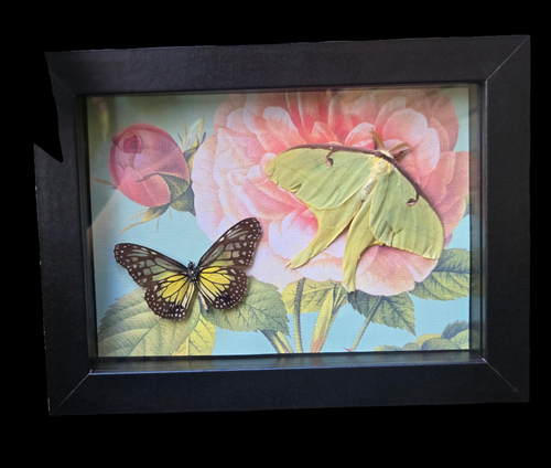 Glassy Tiger Butterfly & Luna Moth 🩷