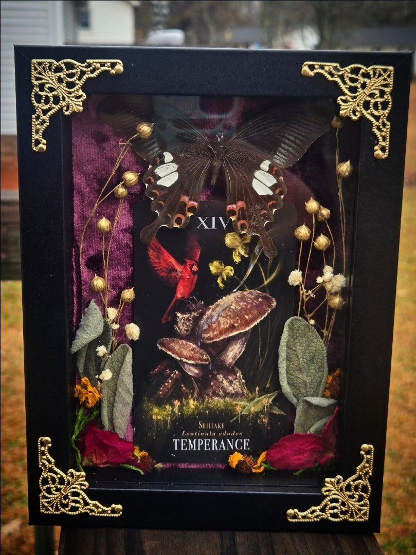 Temperance Papilio Helen's 5x7