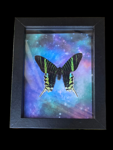 Green-banded Urania Moth 💚