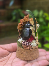 Load image into Gallery viewer, Dung Beetle Jar 🖤