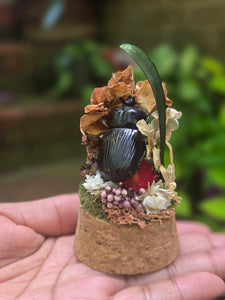 Dung Beetle Jar 🖤