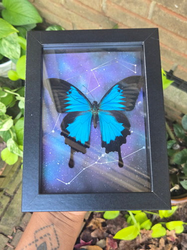 Blue Emporer Butterfly 💜