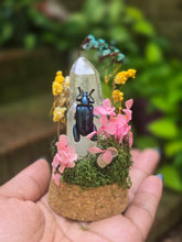 Load image into Gallery viewer, Blue Frog Legged Beetle Jar
