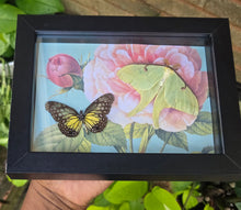 Load image into Gallery viewer, Glassy Tiger Butterfly &amp; Luna Moth 🩷