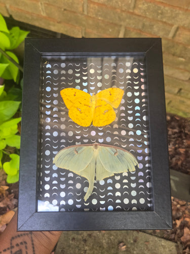 Tailed Sulphur Butterfly & Luna Moth