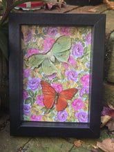 Load image into Gallery viewer, Luna Moth &amp; Orange Albatross Butterfly 🧡
