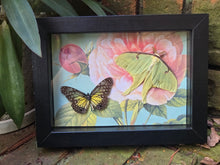 Load image into Gallery viewer, Glassy Tiger Butterfly &amp; Luna Moth 🩷