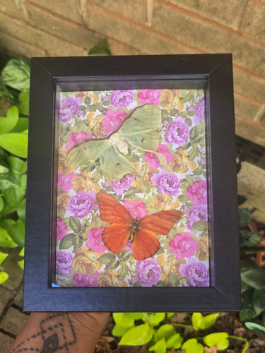 Luna Moth & Orange Albatross Butterfly 🧡
