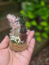 Load image into Gallery viewer, Stag Beetle Jar 🩷