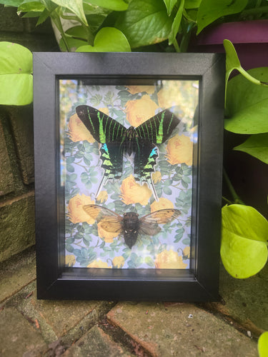 Green-Banded Urania Moth & Cicada 💛