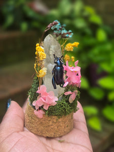 Blue Frog Legged Beetle Jar