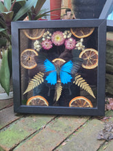 Load image into Gallery viewer, Blue Emporer 💙🍊