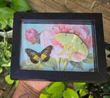 Load image into Gallery viewer, Glassy Tiger Butterfly &amp; Luna Moth 🩷