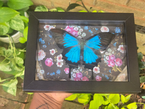 Blue Emporer Butterfly 🦋