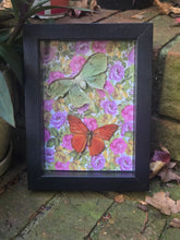 Load image into Gallery viewer, Luna Moth &amp; Orange Albatross Butterfly 🧡