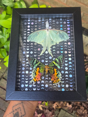 Madagascar Sunset & Luna Moth
