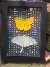 Load image into Gallery viewer, Tailed Sulphur Butterfly &amp; Luna Moth