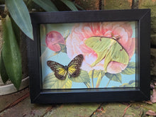 Load image into Gallery viewer, Glassy Tiger Butterfly &amp; Luna Moth 🩷