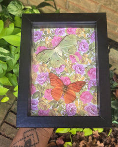 Luna Moth & Orange Albatross Butterfly 🧡