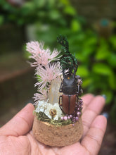 Load image into Gallery viewer, Stag Beetle Jar 🩷