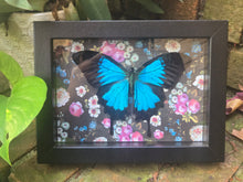 Load image into Gallery viewer, Blue Emporer Butterfly 🦋